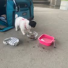 Visit your springfield, ma petco animal supplies for all of your animal nutrition and grooming needs. Petsmart East Louisville Louisville Ky