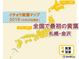 イチョウ黄葉 札幌と金沢 全国一は珍しい 日直予報士 2019年10月29日 日本気象協会 Tenki Jp