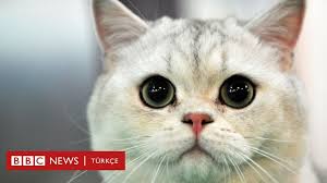 Yeni Zelanda Nin Yaban Hayatini Korumak Icin Evde Kedi Beslemeyi Yasaklayan Koyu Bbc News Turkce