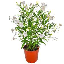 Image result for Ruellia