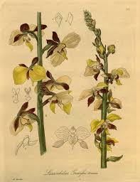 Image result for Eulophia streptopetala