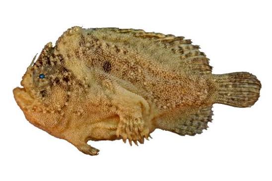Lophiocharon hutchinsi