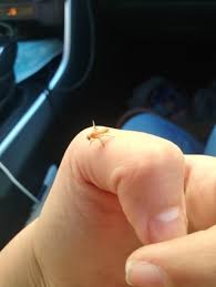 Image result for tbn:zLcFlVm7rxw-hM::www.tabe3e.com/vb/imgcache/8405.imgcache