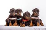 Doberman Puppies for Sale in Virginia - DogsNow