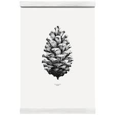 Nature 1 1 Pine Cone Poster White Dessin Arbre Coordonnees Tatouage Pomme De Pin