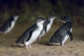 March Of The Penguins Phillip Island S Cutest Parade 2022 Travel Recommendations Tours Trips Tickets Viator