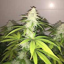It tastes as good as the name suggests and also has compelling medical benefits. Buy Wedding Cake S1 Feminised Seeds From Pheno Finder Seeds At Seedsman