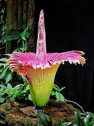 Pin On Flowers