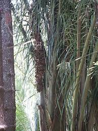 Image result for Raphia farinifera