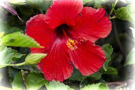 Red Hibiscus Flower Hibiscus Flowers Flowers Hibiscus