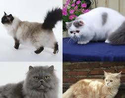 Kucing anggora lucu umur 1 tahun lincah sehat dan pintar nama. Gambar Kucing Lucu Dan Imut Warna Putih 40 Foto Kucing Persia Gambar Gambar Kucing Persia Lucu Dan Imut 5000 Gambar Kucing Lucu Menggambar Kucing Kucing Lucu