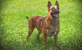 Belgian Malinois Dog Breed Information Petmoo