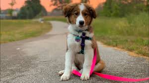 Bernese mountain dogs are great with children and will protect their loved ones. The First Six Months Of A Rough Collie Bernese Mountain Dog Puppy Youtube