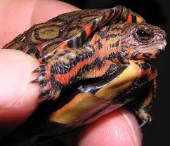 Maybe you would like to learn more about one of these? The Ornate Wood Turtle A Living Masterpiece Featured Creature