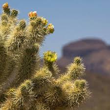 Keep friends, children and pets at least 3 feet away from this. Cactus Removal Tempe Mesa Gilbert Arbor Care Tree Care
