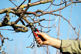 Wann ist der richtige zeitpunkt für den obstbaumschnitt? Obstbaumschnitt Im Winter