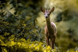 Outre les chasses privées qui peuvent se dérouler en période hivernale sur le domaine, il y a l'activité d'entraînement des meutes de chiens au gros gibier qui se pratique tout au long de l'année. Confinement Pour Tous Mais Pas Pour Les Chasseurs