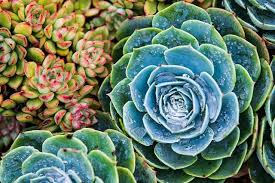 Image result for Mehikasvi