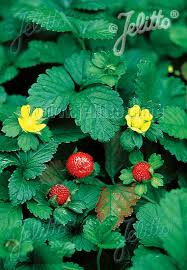 Image result for Duchesnea indica