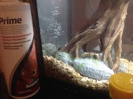 How To Make New Female Bettas Stress Stripes Go Away My Aquarium Club