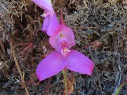 Image result for Gethyllis transkarooica