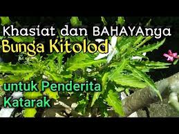 Kitolod adalah tanaman obat yang mempunyai tangkai bunga yang. Khasiat Dan Bahayanya Bunga Kitolod Untuk Kesehatan Mata Youtube