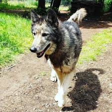 Quickly find the best offers for dogs puppies for adoption on newsnow classifieds. Never Cry Wolf Rescue And Adoption Home Facebook