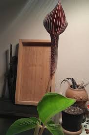 Image result for Arisaema mildbraedii