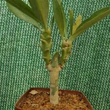 Image result for Euphorbia stenocaulis