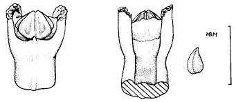 Image result for Liparis odontochilos