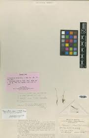 Image result for Psorospermum mechowii