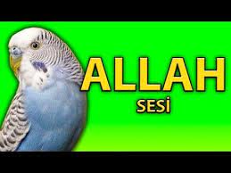 muhabbet kusu egitimi allah papagan konusturma youtube muhabbet kuslari papagan kusu