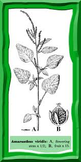 Image result for Amaranthus viridis