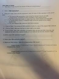 Identify the key proofreading processes in dna replication. Solved Dna Replication Practice Worksheet S Phase Replic Chegg Com