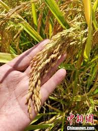 Search for text in url. Siuanhvce4ltvm