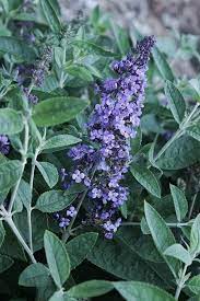 Buddleia Blue Heaven Pp 22069 Blue Flowering Plants Pollinator Plants Summer Flowers To Plant
