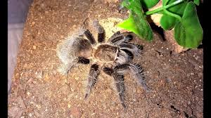 How to pick a pet tarantula. The Best Tarantula Species For Beginners Tom S Big Spiders