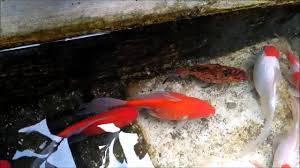 Ikan hias unik nila balon slayer khas tulungagung termahal ikan nila balon slayer ikan hias air tawar yang bisa dicampur harga ikan hias ikan manfish ikan. Ikan Hias Unik Nila Balon Slayer Khas Tulungagung By Kamera Bisnis