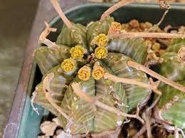 Image result for Monadenium spinulosum