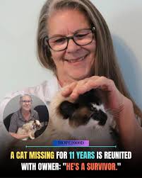 What is the importance of scanning found cats and dogs for microchips?