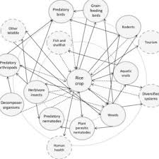 Biocontrol uses one species to reduce the adverse affects of the first thing we do is scout the vineyards each week to see if there are any problems. Pdf Integrated Pest Management For Sustainable Rice Cultivation A Holistic Approach