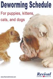 Deworming my kitten | how to deworm a kitten. How To Deworm A Cat At Home Remedy Arxiusarquitectura