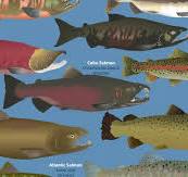 The Complicated Tale of Salmon and Trout | Smithsonian Ocean