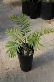 Image result for Encephalartos aplanatus