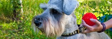 miniature schnauzer dog breed facts and traits hills pet