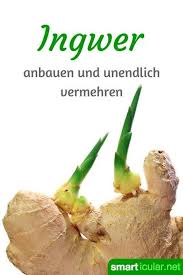 Superknolle Ingwer Nicht Kaufen Sondern Ganz Einfach Selbst Vermehren Ingwer Pflanzen Ingwer Anbauen Ingwer Anpflanzen
