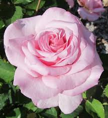 Disfruta de millones de revistas, libros, películas, canciones, juegos y aplicaciones de android recientes y mucho más estés donde estés y en cualquier dispositivo. Pink Belinda S Dream Rose Plants