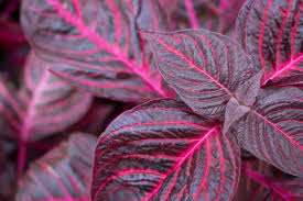 Image result for Iresine herbstii