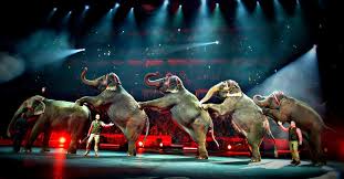 Ringling Brothers And Barnum Bailey Circus To Stop