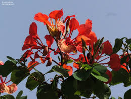 Image result for Bauhinia galpinii